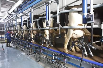 Features of Dairy Shield Include: DAIRY PLANT AUDIT We can review your current dairy hygiene standards across all farms within the group, and from the data gathered plan a simplified and cost