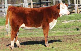 4; WW 67; YW 110; MM 23; M&G 57; FAT 0.035; REA 0.24; MARB 0.31 The heifer has the ability to be a great brood cow and has the look to be in your front pasture.