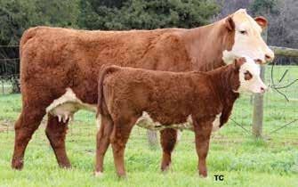 3; WW 67; YW 108; MM 23; M&G 57; FAT 0.025; REA 0.20; MARB 0.18 This granddaughter of Z311 and Rib Eye should make someone an excellent brood cow. Co