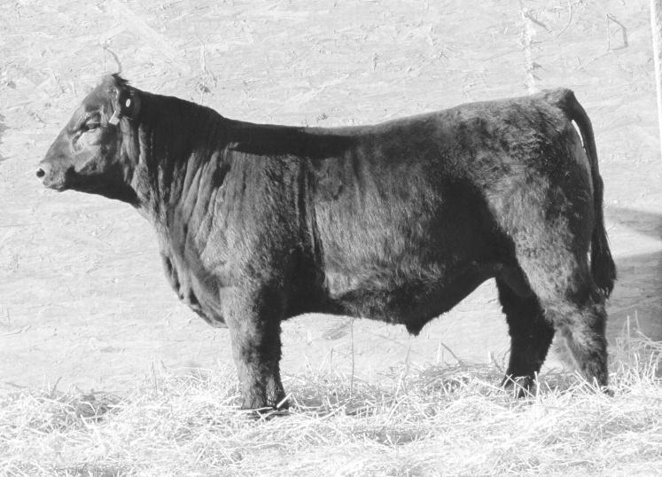 yearling Bulls LOT 48 48 GRAY S COURAGE 75 01/21/2015 Reg No: 18338437 Tattoo: 75 Connealy Confidence 0100 Connealy Tobin Connealy Courage 25L Becka Gala of Conanga 8281 Pearl Pammy of Conanga 194
