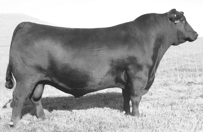reference sires S A V Pioneer 7301 Sire of Gray s Pioneer 903 G GRAY S PIONEER 903 GSIRE 02/02/2013 Reg No: 17659705 Tattoo: 903 S A V Final Answer 0035 Sitz Traveler 8180 S A V Pioneer 7301 S A V