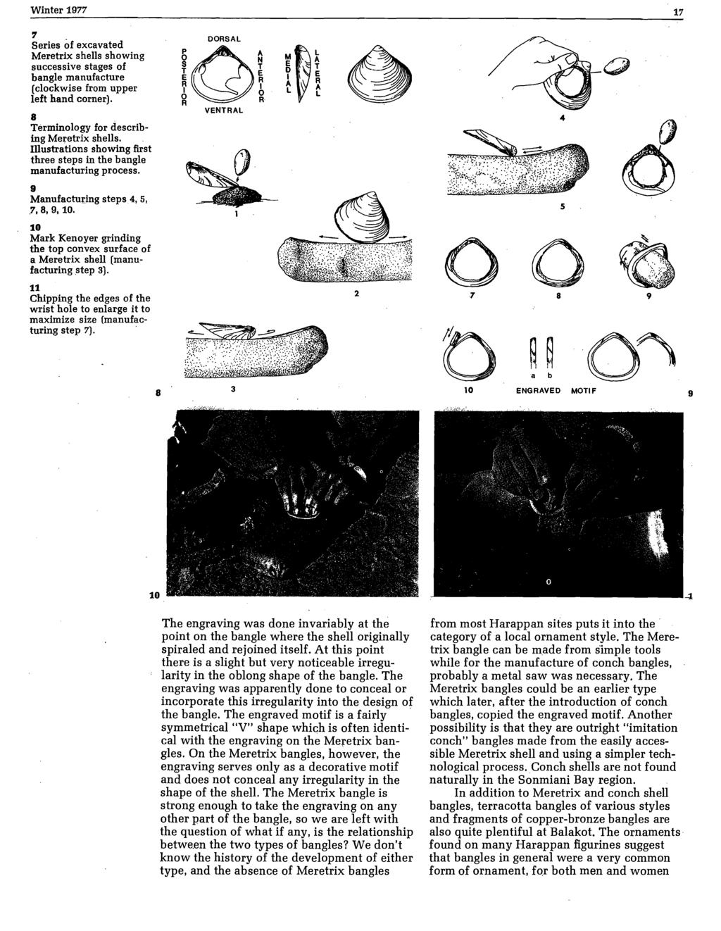 '1 Series of excavated Meretrix shells showing successive stages of bangle manufacture (clockwise from upper left hand corner). 8 Terminology for describ ing Me~etrix shells.