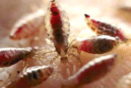 Head Lice Blood feeding ectoparasites associated