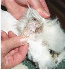 Inspecting the cats ear canal while it is sedated is the safest method. Look for ear mites or dirt.