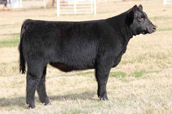 Buck Cattle Co Spring Catalog.qxp_Layout 1 2/29/16 2:13 PM Page 10 MAINE-ANJOU HEIFERS A maternal sib to BKRI Trendsetter. 13 BKRI CANDY KISS 5013 Candy Kiss is loaded with power, quality, and look.