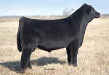 This female is not only an exceptional show prospect, but will prove to be an elite donor cow in the future.