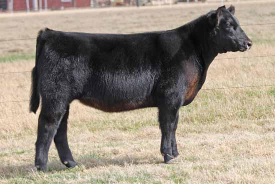 15 / TATTOO: 5013C SIRE GOET I80 COWANS S ALI 4M BPF MILLEY 80T DAM BK KAS REMARKABLE 501R DMCC LIMITED EDITION 4F BK LIBBY 132L 14 BK 4JG CASH MATE 5014 Cash Mate is a noteworthy female with tons of