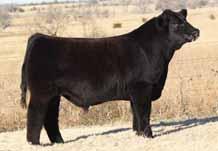 Buck Cattle Company retains the right to one flush of six transferrable eggs. PHAF & THF Heifer / 75% Maine-Anjou / DOB: 10.02.