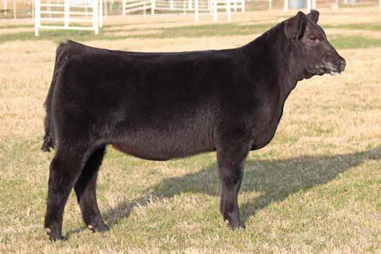 Buck Cattle Co Spring Catalog.qxp_Layout 1 2/29/16 2:13 PM Page 13 19 CMCC CRAZY RICH 5019 Crazy Rich is very maternal in her make up with extra rib, plenty of muscle, and extreme soundness.