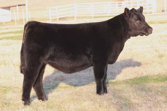 We are tremendously excited about the Xikes calves. He is siring cattle with look, body, and great structure. Heifer / PB Maine-Anjou / DOB: 09.15.