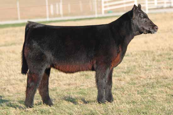 Buck Cattle Co Spring Catalog.qxp_Layout 1 2/29/16 2:13 PM Page 14 MAINE-ANJOU HEIFERS 21 CMCC CRAZY TRAIN 5021 Crazy Train is sure to demand your attention. She has looks to kill.