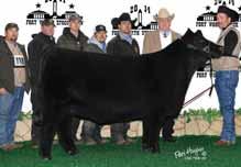 Buck Cattle Co Spring Catalog.qxp_Layout 1 2/29/16 2:14 PM Page 15 2014 Oklahoma State Fair Grand Champion Maine-Anjou Heifer for Shaylee Senkel and a full sister to Lot 23.
