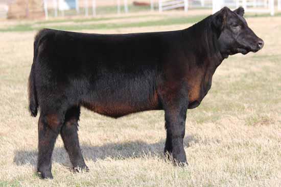 She was tremendously successful in the show ring and named Champion MaineTainer female many times including the Oklahoma State Fair.