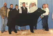 Victoria Chapman purchased her dam in the 2014 Spring Edition Sale. She was highly successful in the show ring and has turned into a beautiful cow.