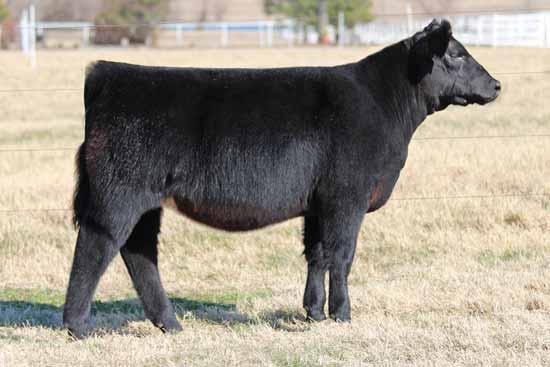 NORTHERN IMPROVEMENT 4480 BK KAS REMARKABLE 501R BK UNLIMITED POWER 472 LADD XANNE 0008 26 CMCC CARD SHARK 5026 This good looking female has the added body, depth of flank, and dimension it takes to