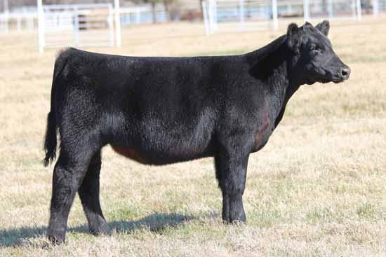 Buck Cattle Co Spring Catalog.qxp_Layout 1 2/29/16 2:14 PM Page 17 27 CMCC COSMIC 5027 Cosmic is one of the younger females in the offering.