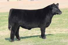 Her sire, BK Z Man, is as good looking of a mature bull as you will find. He is sired by Unlimited Power out of the legendary Jenna donor. PHAF & THF Heifer / 75% Maine-Anjou / DOB: 10.18.