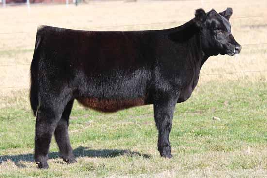 She will make a highly competitive show heifer and an elite donor female.