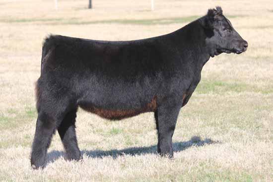 Buck Cattle Co Spring Catalog.qxp_Layout 1 2/29/16 2:14 PM Page 22 MAINETAINER HEIFERS 2016 NWSS Grand Champion Maine-Anjou Female and paternal sister to Lot 37.
