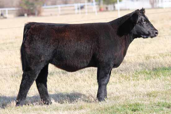 Buck Cattle Co Spring Catalog.qxp_Layout 1 2/29/16 2:14 PM Page 23 2015 Ohio State Fair Reserve Grand Champion Female. Dam is a maternal sister to Lot 39 & 40.