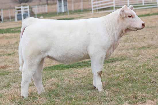 Buck Cattle Co Spring Catalog.qxp_Layout 1 2/29/16 2:14 PM Page 27 CHAROLAIS HEIFERS 2014 Tulsa State Fair Supreme Champion Heifer for Charley Johnson and maternal sister to Lot 44.