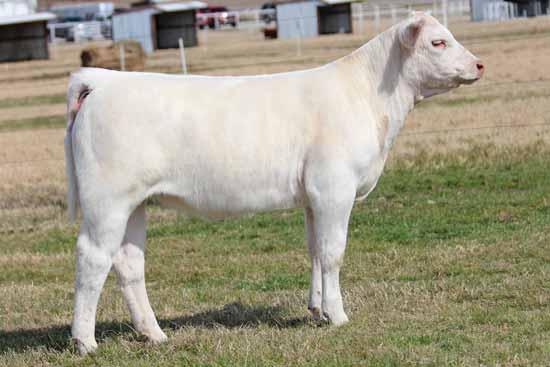 This female is built right, bred right, and ready to roll. She is a maternal sister to Charley Johnson s many time Champion Charolais female, JoJo.