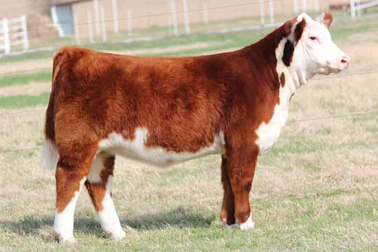 Buck Cattle Co Spring Catalog.qxp_Layout 1 2/29/16 2:14 PM Page 29 HEREFORD HEIFERS NJW 57G 139J Skyline 87S, dam of Lot 50. Maternal sister to Lot 50.