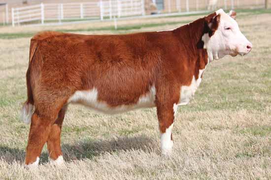 Her dam was our original purchase when we entered the Hereford business and has done a phenomenal job producing champions and superb females.