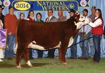 Buck Cattle Co Spring Catalog.qxp_Layout 1 2/29/16 2:14 PM Page 30 HEREFORD HEIFERS 52 BK COOL KID 5052C ET This female has been a stand out since day one.