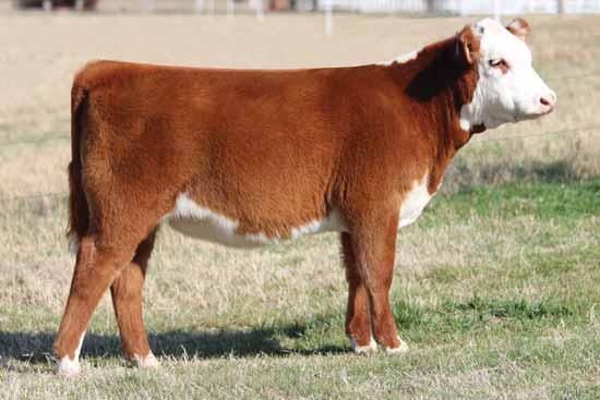 Buck Cattle Co Spring Catalog.qxp_Layout 1 2/29/16 2:14 PM Page 31 HAPP Kool Aid Points 1218 ET, dam of Lots 52-54. Full sister to Lot 54.