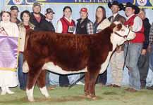 88X has commanded attention of progressive Hereford breeders from coast to coast producing countless champions, but more importantly great cattle.