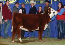 She has a striking appearance, worlds of body, and tons of power. Her dam is the great 4190 who originated from the Holden herd. 4190 has been an excellent producer for us.