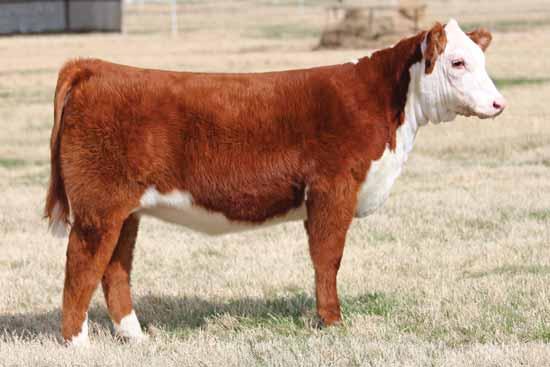 Buck Cattle Co Spring Catalog.qxp_Layout 1 2/29/16 2:14 PM Page 33 DEP Generation X 122 ET, sire of Lots 57, 58 & 59. BH H Yahtzee 1088, dam of Lot 57 & 58.