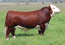 7110ET, sire of Lot 60 & 61. 60 CMCC CALL THE SHOTS 5060C ET Here is a stout built female with extra body and extra bone with an attractive look.