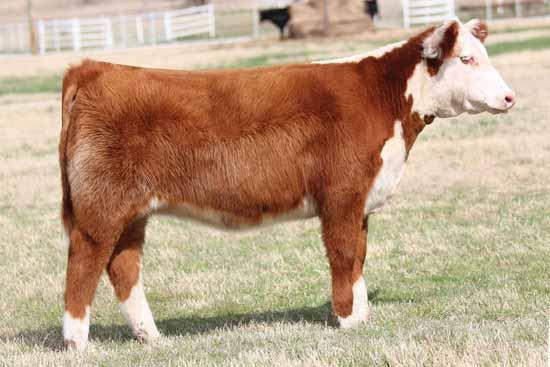 Her dam is one of the breeds most famed cows and she is sired by the great Cracker Jack. Times A Wastin was not only a national champion himself, but produced two national champions this year.