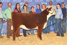 She is a maternal sister to Victoria Chapman s Senior Yearling which was Champion Hereford at Tulsa State Fair and Reserve Division Champion at Louisville.