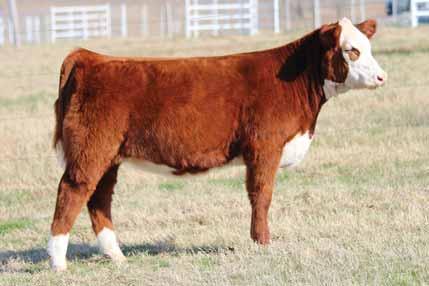 Buck Cattle Co Spring Catalog.qxp_Layout 1 2/29/16 2:15 PM Page 37 65 BK CHILI PEPPER 5065C Heifer / Polled Hereford / DOB: 09.