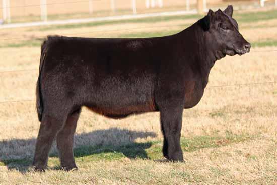 Buck Cattle Co Spring Catalog.qxp_Layout 1 2/29/16 2:13 PM Page 5 3 CMCC CHASING TIME 5003 Chasing Time is the deepest, softest, most maternal built of the three full sisters.