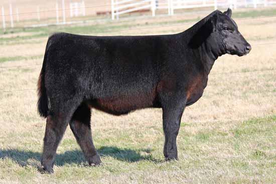 Her dam, BK Renegade, has proven herself repeatedly by producing national champions and top sellers year