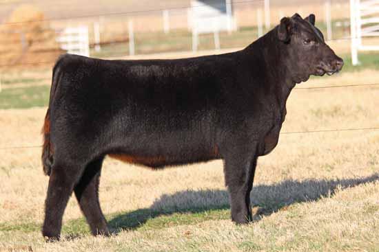 Buck Cattle Co Spring Catalog.qxp_Layout 1 2/29/16 2:13 PM Page 7 Full sister to Lot 7 and maternal sibs to Lots 5 & 6.