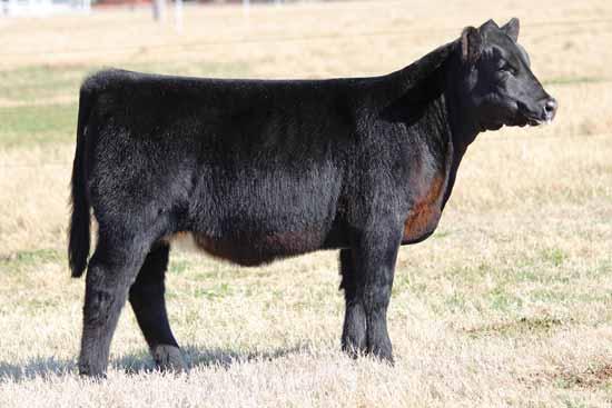 This is a mating that has proven success both inside the show ring and in production. Check out lot 11, her dam is a full sister to Crowd Favorite.