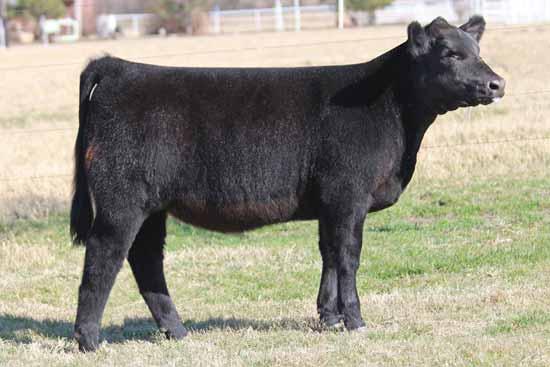 Her dam has been a proven producer in our program for years prior to being purchased by the Moore family in our 2014 Sharing the Tradition Sale.