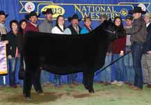 15 / TATTOO: 5009C SIRE DAM BK UNLIMITED POWER 472 BCB TIME WILL TELL 7000 2014 NWSS Grand Champion Maine-Anjou Heifer and a daughter of BK Unlimited Power.