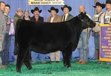 I-80 offspring have dominated the show ring across the country and we believe his success will continue when mated to powerful females such as