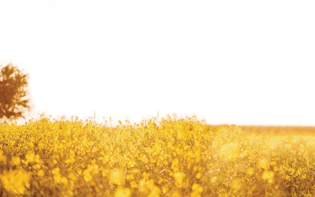 Hayfever affects around 1 in 5 Australians. Not sure which medication will work for you? Ask your UFS Pharmacist.