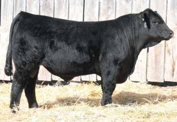 9 for the Tenderness gene. This sale includes the first sons of University we have offered. Ref.