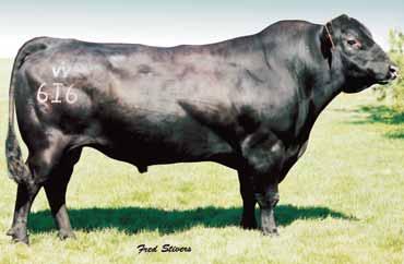74 Owned by Dal Porto Livestock Ref.