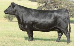 00 +79.86 +49.04 +170.42 15 25 17 8 78 40 89 22 14 60 19 52 52 73 5 20 28 12 30 This ET daughter of the Lot 6 donor offers added calving-ease with a huge growth spread and impressive carcass merit.
