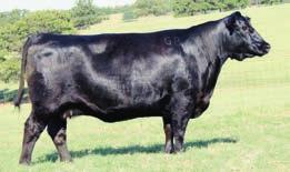 She sells with Lot 52A, a bull calf born 10-9-2015 by V A R Generation that weighed 80 lbs., tattoo 5625. 53 Fall Calving Cows +49 +.61 +1.00 -.030 $W $F $B +53.92 +75.31 +42.85 +149.