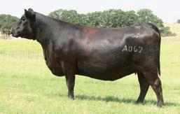 23 14 38 12 10 97 80 26 42 9 33 50 9 45 36 9 18 5 41 73 This top-performing Upshot daughter comes from a Cox donor that has 7 progeny ratios of 104.